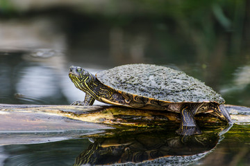 Fototapeta premium Turtle at University of Texas Austin