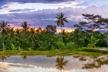 Obraz premium Ubud (Bali), Indonesia