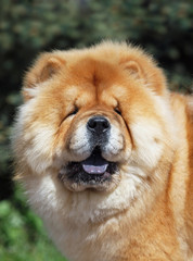 Obraz na płótnie Canvas Portrait of dog chow chow on natural background