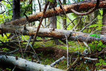 fallen trees in a pine forest