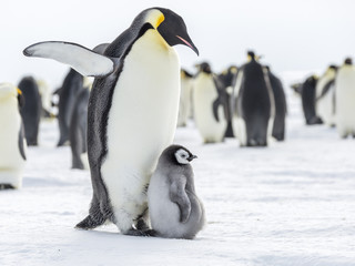 Emperor Penguins on the frozen Weddell Sea