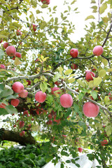 木に生っているりんご