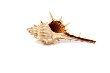 Obraz premium Murex trapa - seashell on a white background for isolation