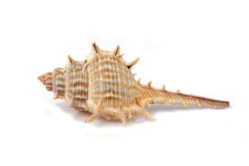 Fototapeta na wymiar Murex trapa - seashell on a white background for isolation