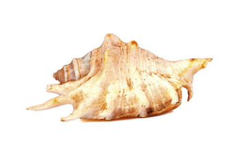 Drupa rubusidaeus - seashell on a white background for isolation