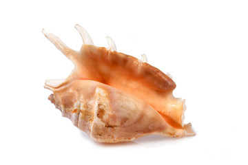 Drupa rubusidaeus - seashell on a white background for isolation
