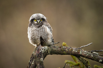 Juvenile Northern hawk-owl on branch - 131477368