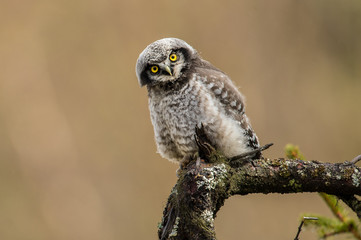 Juvenile Northern hawk-owl on branch