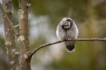 Juvenile Northern hawk-owl on branch