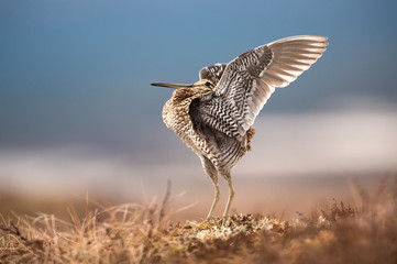 Great Snipe displaying clean background - 131477581