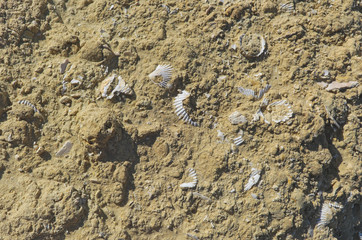 Shell fossils encrusted in sandstone. Algarve, Portugal