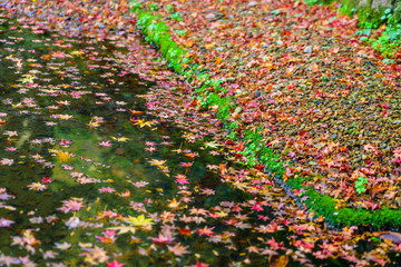 Colorful  Autumn maple leaf on the water