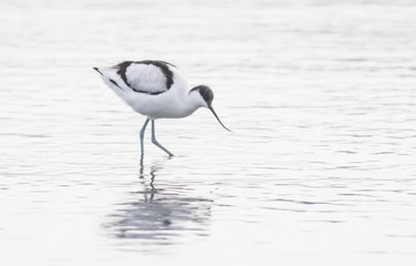 Obraz premium Pied Avocet