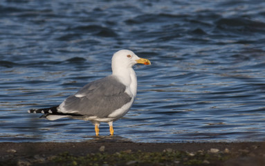 Fototapeta na wymiar Yellow-legged Gull