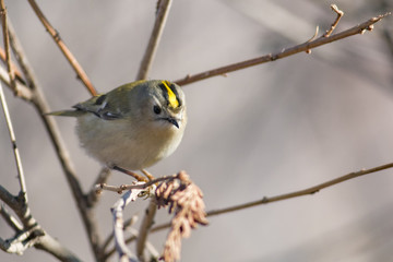 Goldcrest 