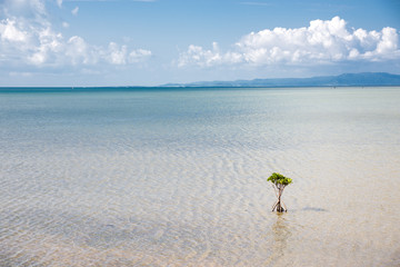 石垣島の海と1本のヤエヤマヒルギの木