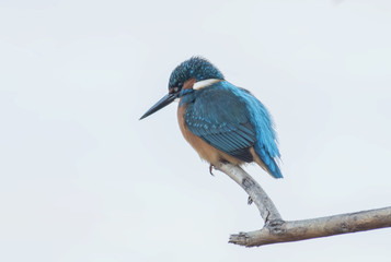 Common Kingfisher