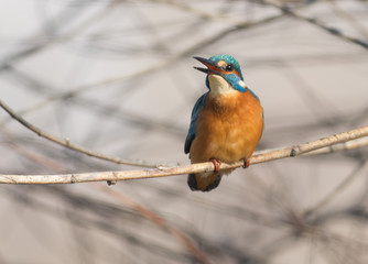 Common Kingfisher