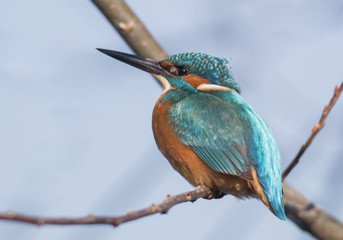 Common Kingfisher