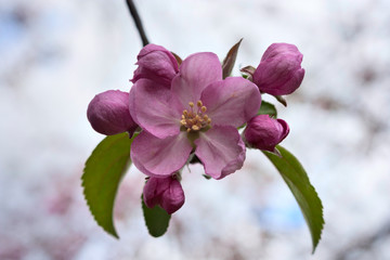 pink flowers, blooming apple tree branch