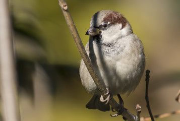 Naklejka premium Wróbel