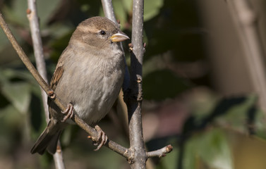 House sparrow