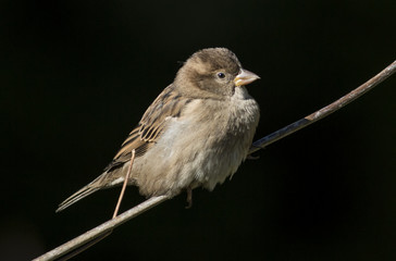House sparrow