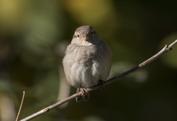 House sparrow