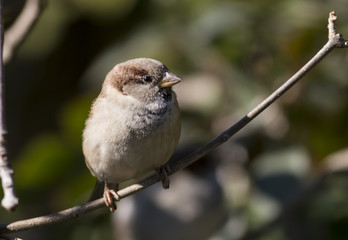 House sparrow