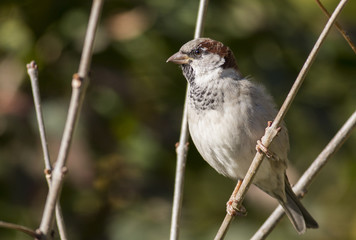 House sparrow