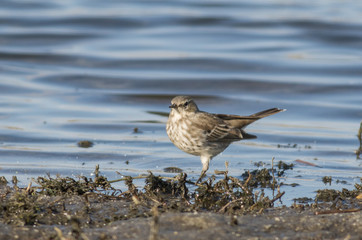 Water Pipit 