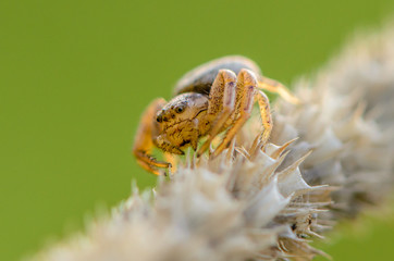 Small hair laterigrade spider