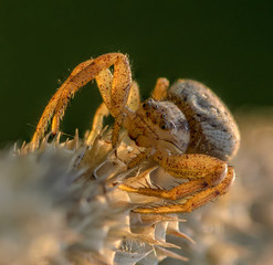 Small hair laterigrade spider