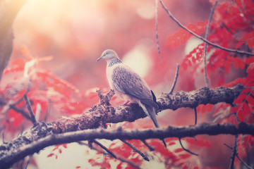 Spotted dove autumn