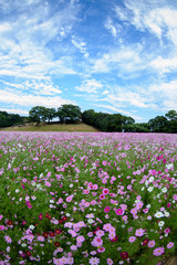 コスモス畑＠長崎県佐世保市展海峰