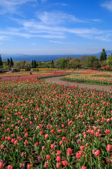 チューリップ畑