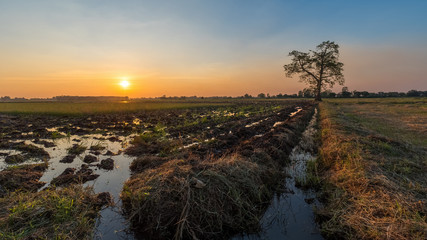 The sunset behind a tree stands alone in the cornfield.