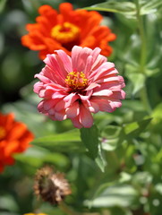 zinnia