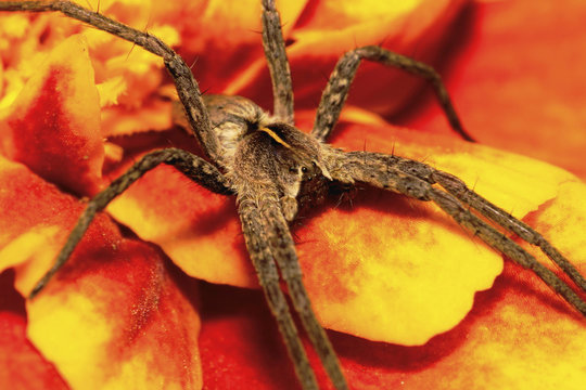 Macro Caucasian solpuga spider on an orange tagetis