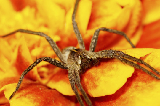 Macro Caucasian brown spider on an orange solpuga tagetis