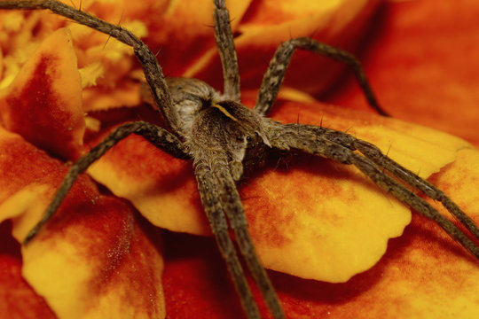 Macro of brown spider Caucasian solpuga in the shade on orange