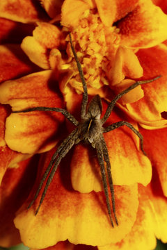 Macro of brown spider Caucasian solpuga in the shade on orange