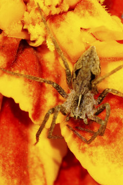 Macro of brown spider Caucasian solpuga in the shade on orange