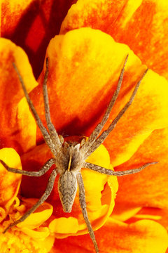 Macro of brown spider Caucasian solpuga in the shade on orange
