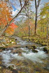 Autumn woodsy river 20