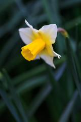 Fototapeta premium 水仙の花