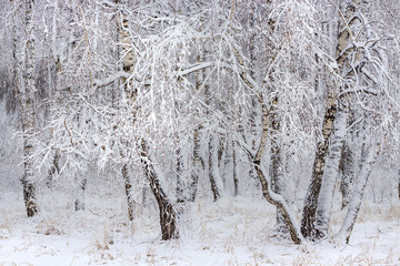 Birch forest after a snowfall