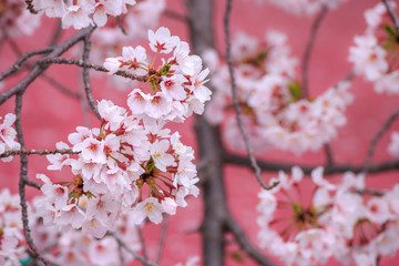 桜の花