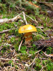 Fototapeta premium Suillus mashroom growing in the forest.