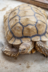 ケヅメリクガメ